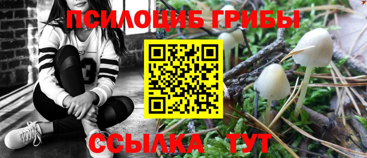 Псилоцибиновые грибы Psilocybine cubensis Магнитогорск